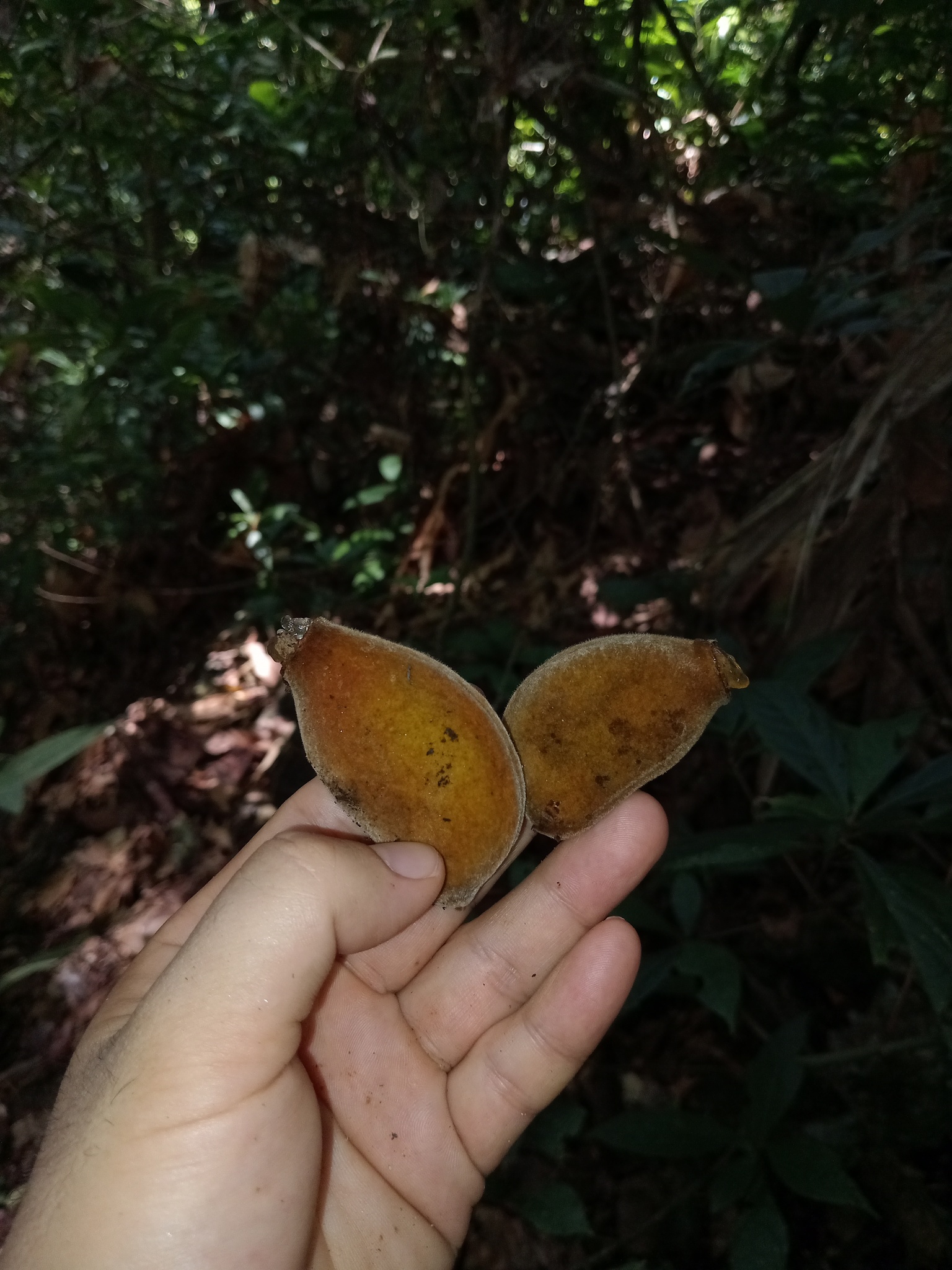 Sterculia mexicana R.Br. 2