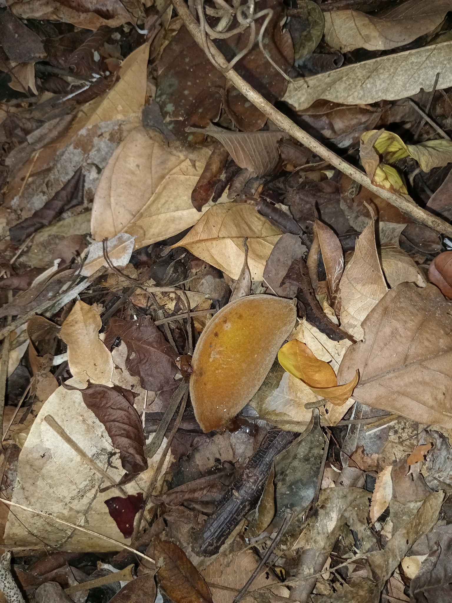 Sterculia mexicana R.Br.