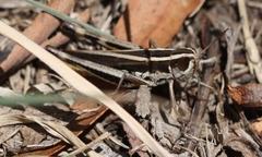 Macrotona securiformis