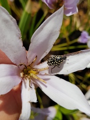 Oxythyrea testaceoguttata