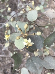 Capparicordis crotonoides