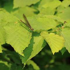 Calopteryx amata