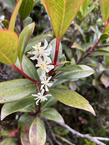 Drimys piperita observed 2025-07-01