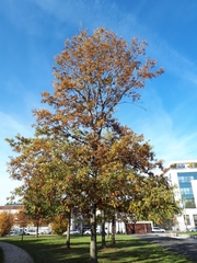 Quercus cerris
