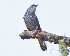 Thrush-Like Wren photo 4