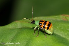 Diabrotica limitata