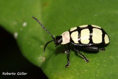 Alagoasa scissa