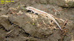 Takydromus wolteri