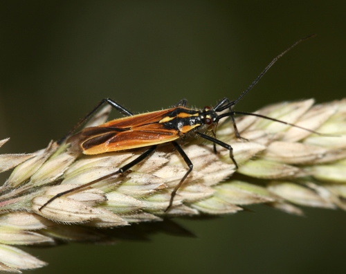 Painioji Žolblakė nuotrauka