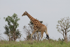 Giraffa camelopardalis antiquorum