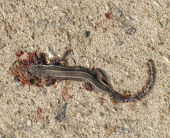 Takydromus wolteri