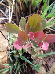 Searsia magalismontana magalismontana