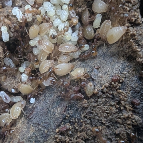 Paracletus cimiciformis
