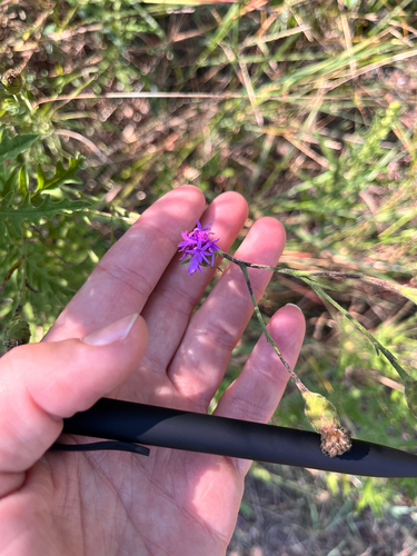 Liatris cymosa observed 2025-09-13