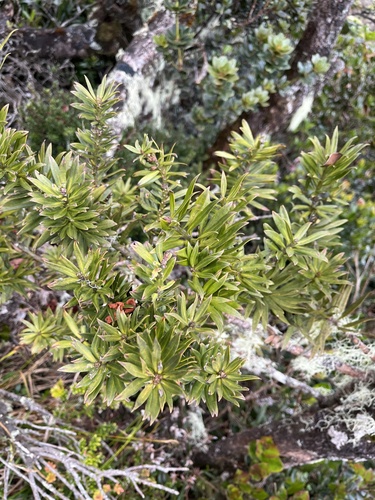 Podocarpus brevifolius, 2025-07-01