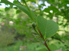 Stewartia