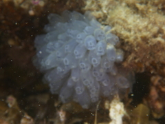 Clavelina moluccensis