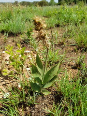 Chlorophytum trichophlebium