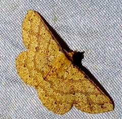 Synegia