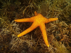 Fromia polypora