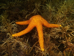 Fromia polypora