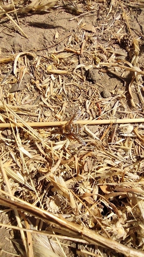 iNaturalist observation photo of Lepidanthrax