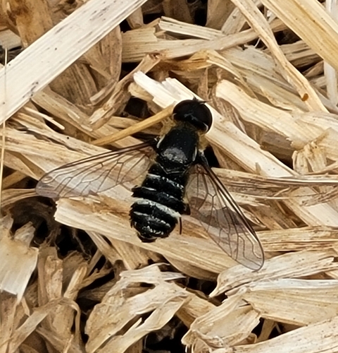 iNaturalist observation photo of Villa lateralis