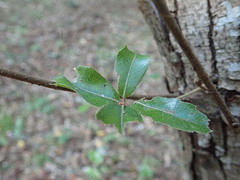 Quercus phillyreoides