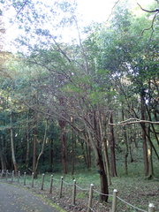 Quercus phillyreoides