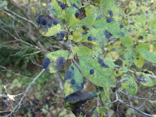 Image of Ilex serrata by (c) Yoshihiro Tokue, some rights reserved (CC BY)
