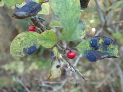 Ilex serrata