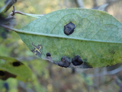 Image of Ilex serrata by (c) Yoshihiro Tokue, some rights reserved (CC BY)