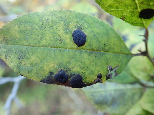 Image of Ilex serrata by (c) Yoshihiro Tokue, some rights reserved (CC BY)