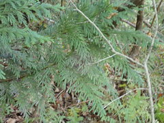 Thujopsis dolabrata