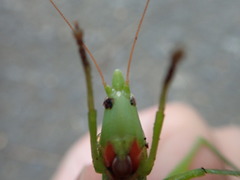 Euconocephalus varius