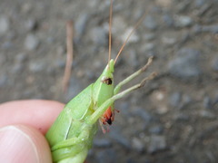 Euconocephalus varius