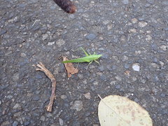 Euconocephalus varius