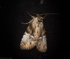 Alophosoma emmelopis