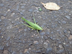 Euconocephalus varius