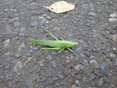 Euconocephalus varius