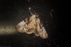 Alophosoma emmelopis