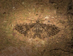 Alucita phricodes