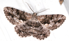 Hypomecis externaria