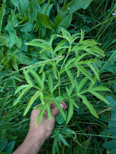Agasyllis latifolia, photograph 4