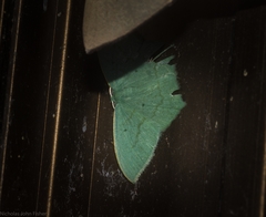 Maxates centrophylla