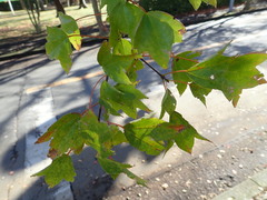 Acer buergerianum