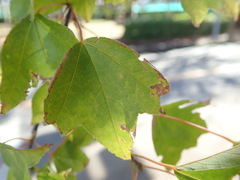 Acer buergerianum