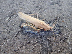 Euconocephalus varius