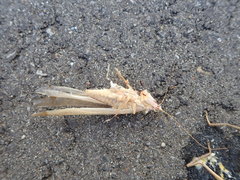 Euconocephalus varius