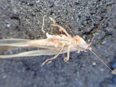 Euconocephalus varius